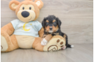 Mini Bernedoodle Pup Being Cute
