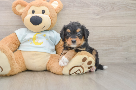 Mini Bernedoodle Pup Being Cute
