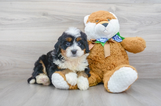 Cute Mini Bernedoodle Baby