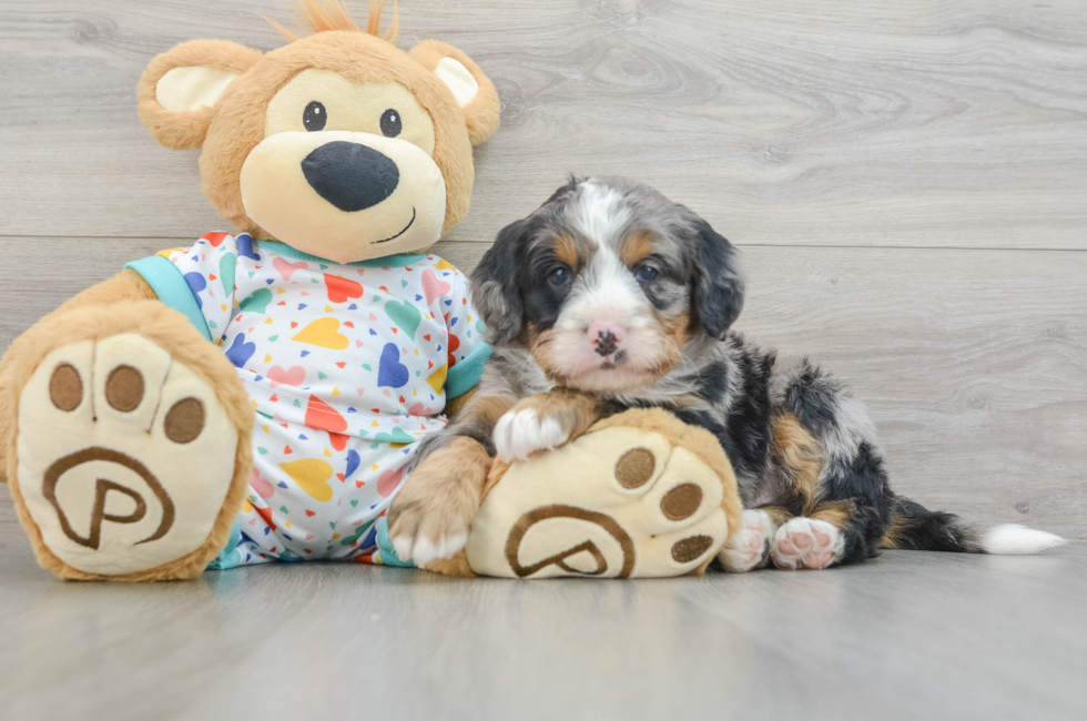 6 week old Mini Bernedoodle Puppy For Sale - Florida Fur Babies