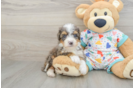 Mini Bernedoodle Puppy for Adoption