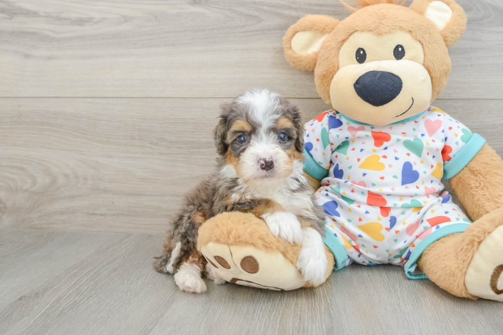 Mini Bernedoodle Puppy for Adoption