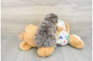 Mini Bernedoodle Puppy for Adoption