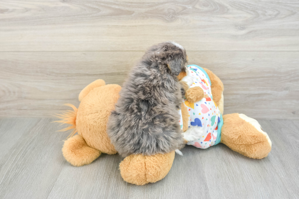 Mini Bernedoodle Puppy for Adoption