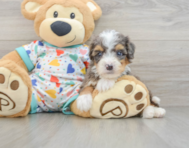8 week old Mini Bernedoodle Puppy For Sale - Florida Fur Babies