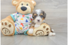 Sweet Mini Bernedoodle Baby