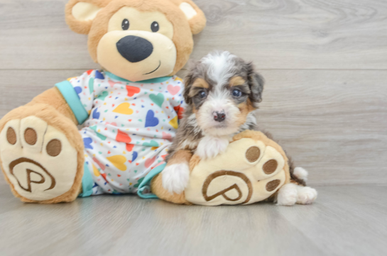 Sweet Mini Bernedoodle Baby