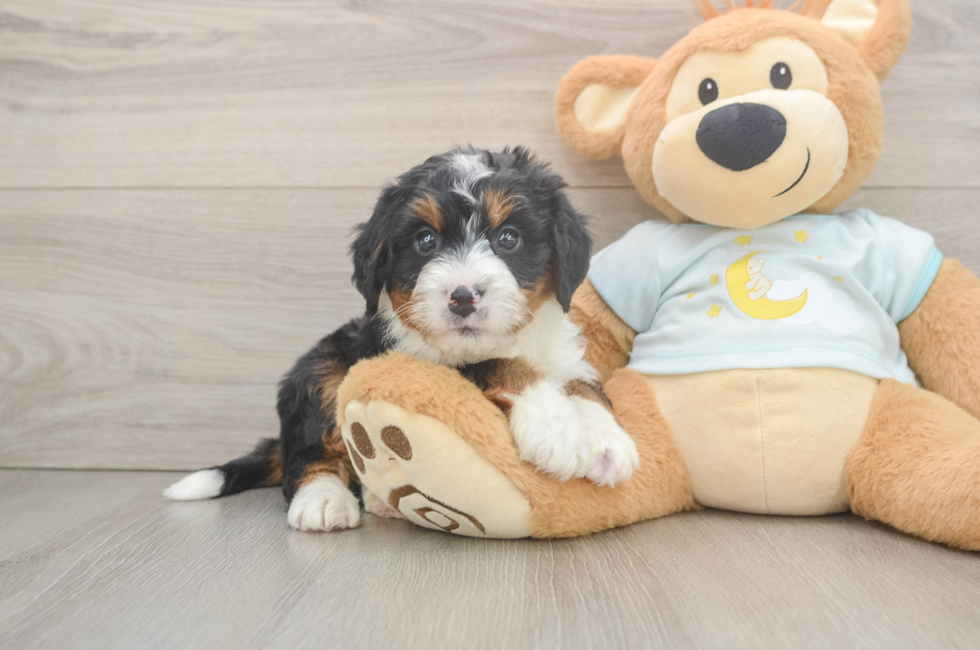 5 week old Mini Bernedoodle Puppy For Sale - Florida Fur Babies