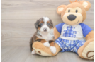Mini Bernedoodle Pup Being Cute