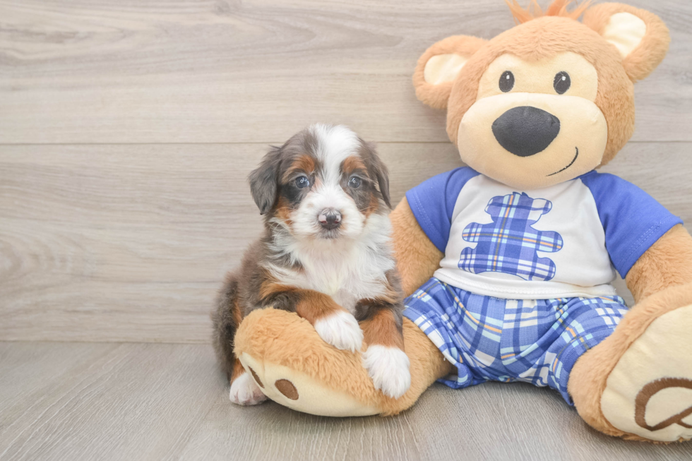 Mini Bernedoodle Pup Being Cute