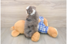 Best Mini Bernedoodle Baby