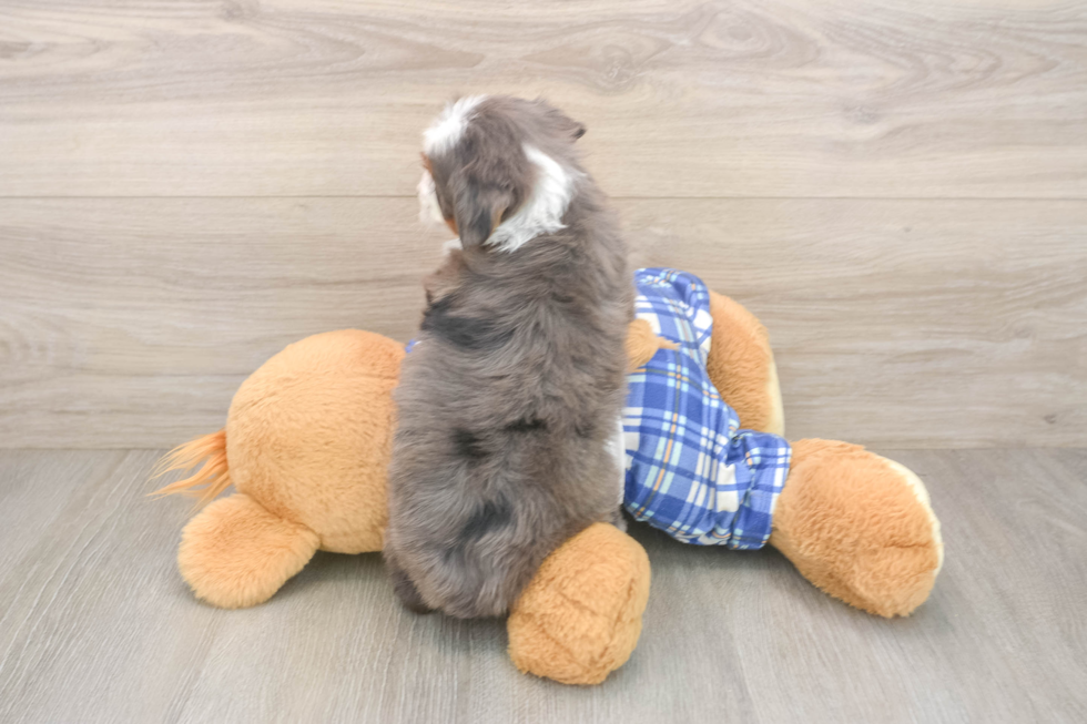 Best Mini Bernedoodle Baby
