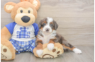 Mini Bernedoodle Pup Being Cute