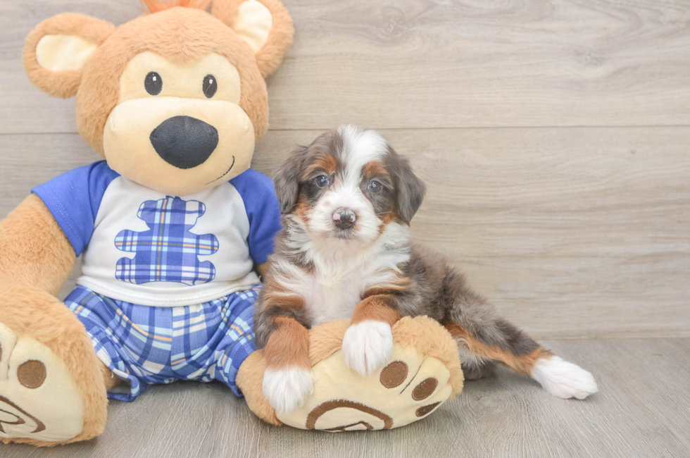 5 week old Mini Bernedoodle Puppy For Sale - Florida Fur Babies
