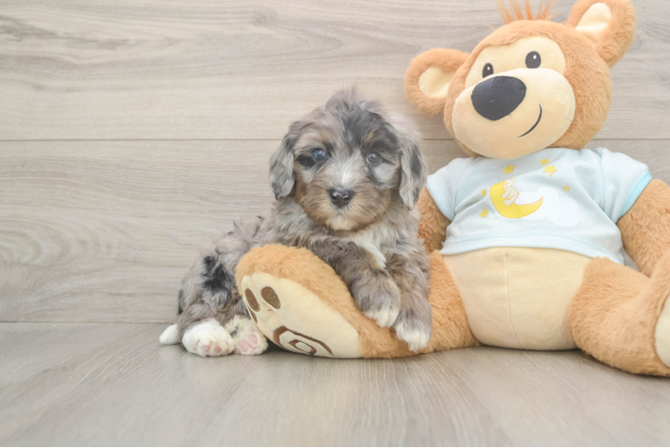 Happy Mini Bernedoodle Baby