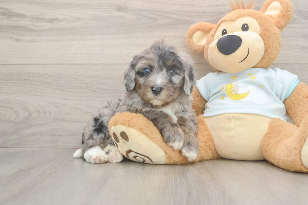 Happy Mini Bernedoodle Baby