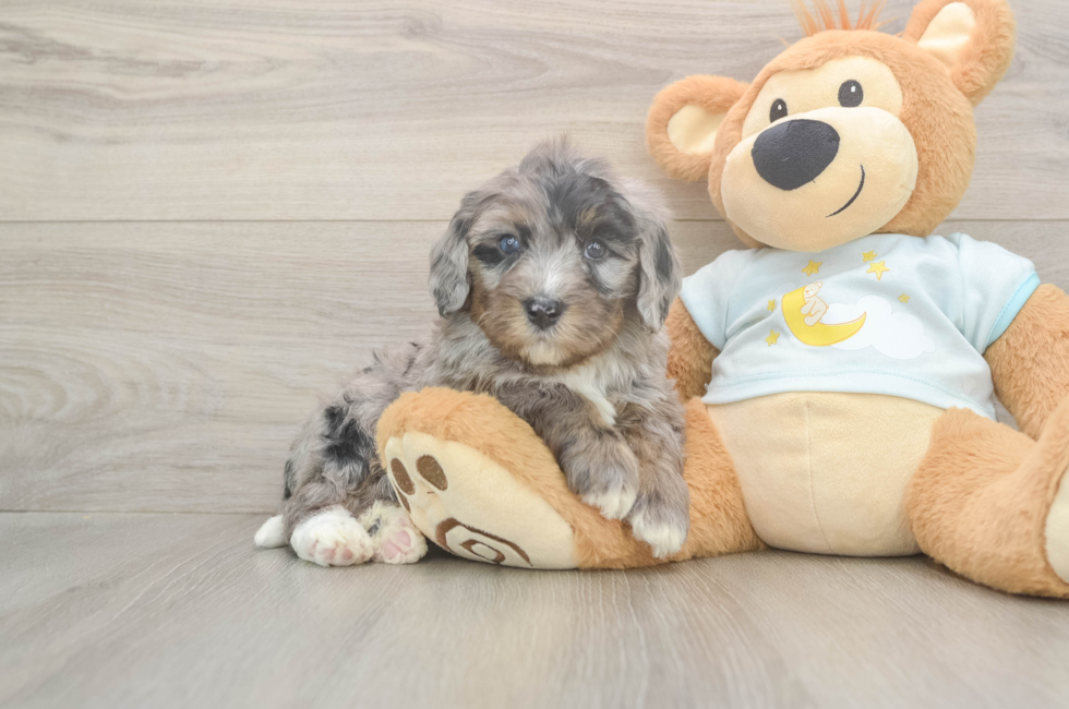 5 week old Mini Bernedoodle Puppy For Sale - Florida Fur Babies
