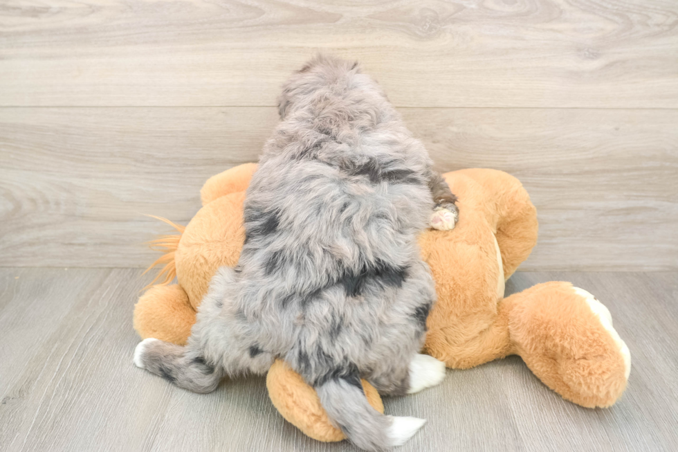 Best Mini Bernedoodle Baby