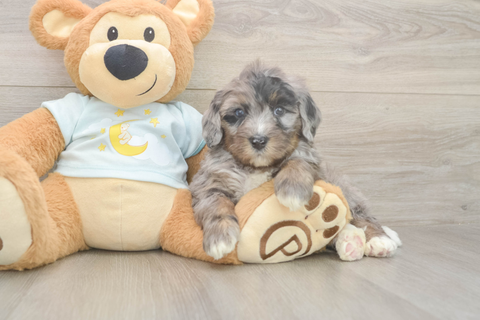 Mini Bernedoodle Pup Being Cute