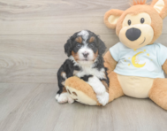 6 week old Mini Bernedoodle Puppy For Sale - Florida Fur Babies