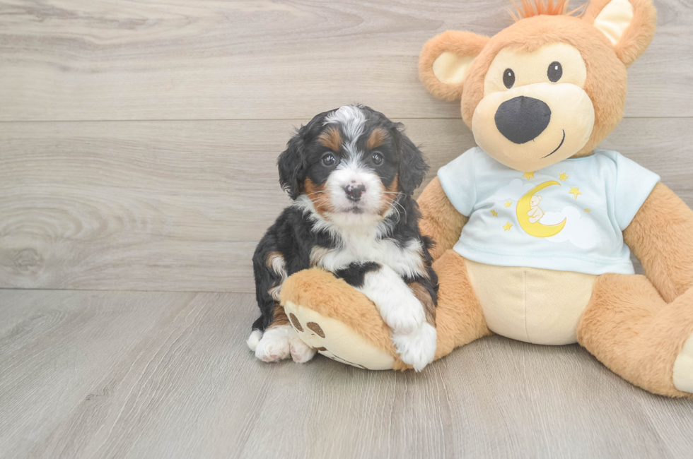 5 week old Mini Bernedoodle Puppy For Sale - Florida Fur Babies