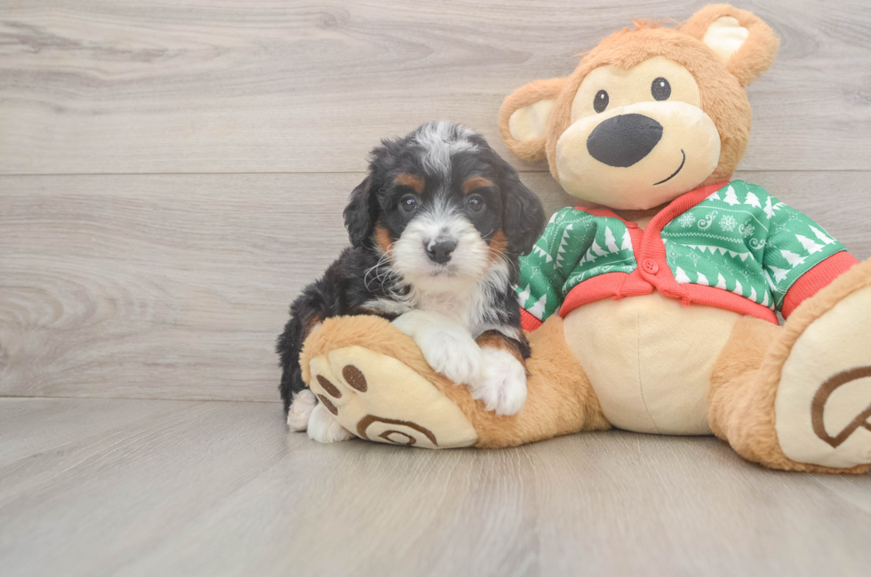 6 week old Mini Bernedoodle Puppy For Sale - Florida Fur Babies