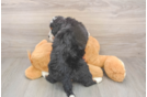 Mini Bernedoodle Puppy for Adoption