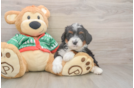 Friendly Mini Bernedoodle Baby