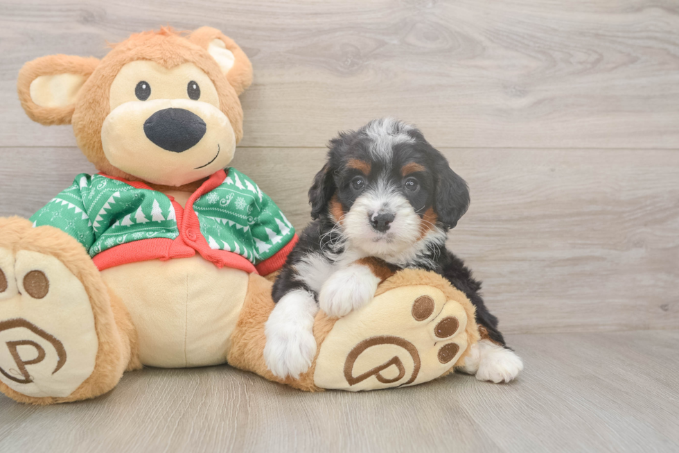 Friendly Mini Bernedoodle Baby
