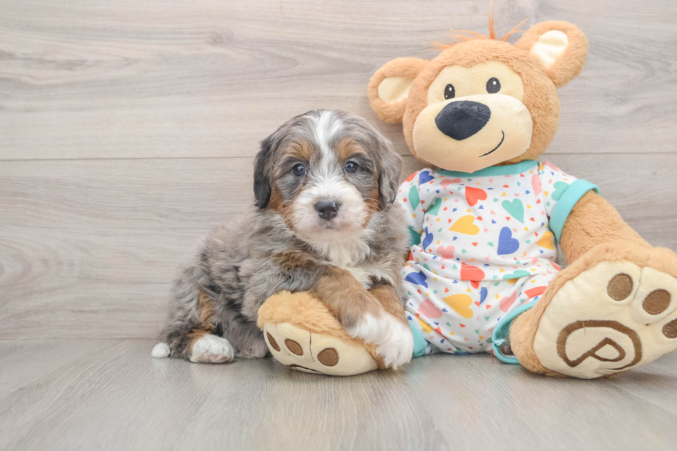 Little Mini Berniedoodle Poodle Mix Puppy