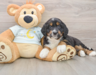 5 week old Mini Bernedoodle Puppy For Sale - Florida Fur Babies