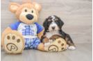 Mini Bernedoodle Puppy for Adoption