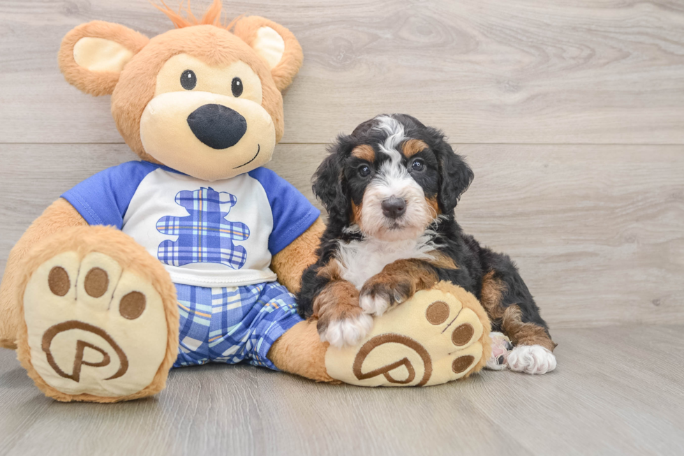 Mini Bernedoodle Puppy for Adoption