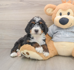 7 week old Mini Bernedoodle Puppy For Sale - Florida Fur Babies