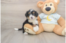 Mini Bernedoodle Pup Being Cute