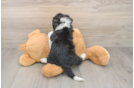 Hypoallergenic Bernese Doodle Poodle Mix Puppy