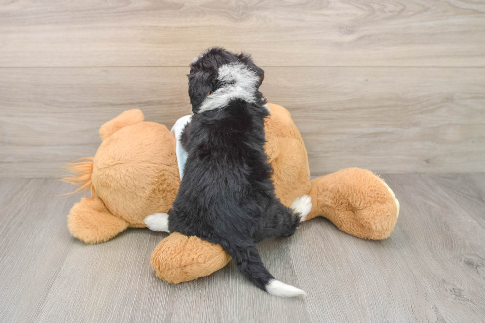 Hypoallergenic Bernese Doodle Poodle Mix Puppy