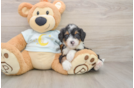 Mini Bernedoodle Puppy for Adoption