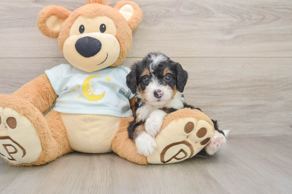 Mini Bernedoodle Puppy for Adoption
