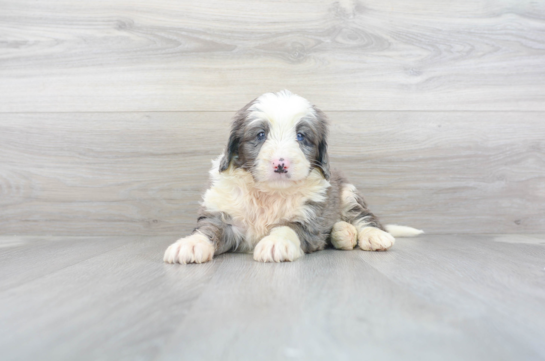 28 week old Mini Bernedoodle Puppy For Sale - Florida Fur Babies
