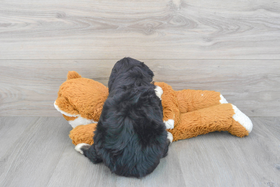 Playful Mini Berniedoodle Poodle Mix Puppy