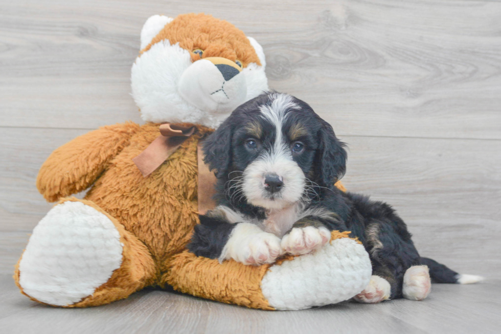 Cute Mini Bernedoodle Baby