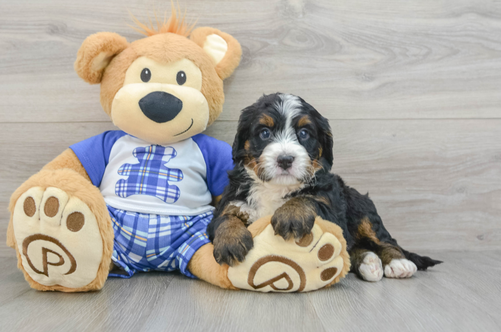 7 week old Mini Bernedoodle Puppy For Sale - Florida Fur Babies