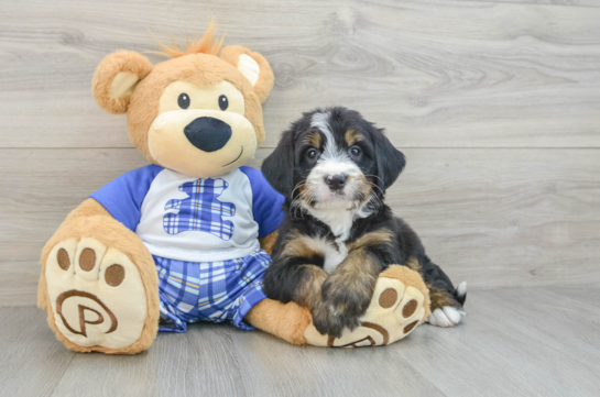 Small Mini Bernedoodle Baby