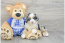 Mini Bernedoodle Pup Being Cute