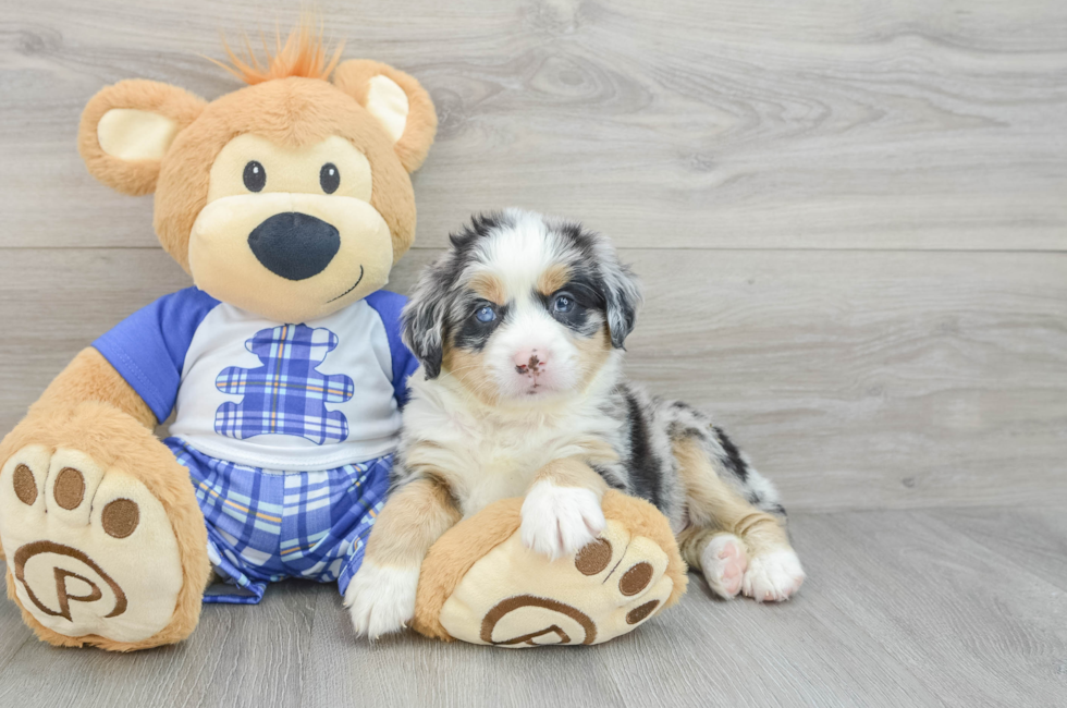 5 week old Mini Bernedoodle Puppy For Sale - Florida Fur Babies