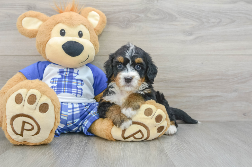 7 week old Mini Bernedoodle Puppy For Sale - Florida Fur Babies