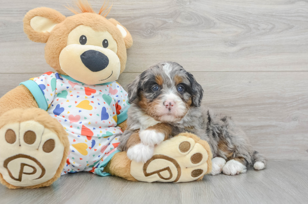 6 week old Mini Bernedoodle Puppy For Sale - Florida Fur Babies