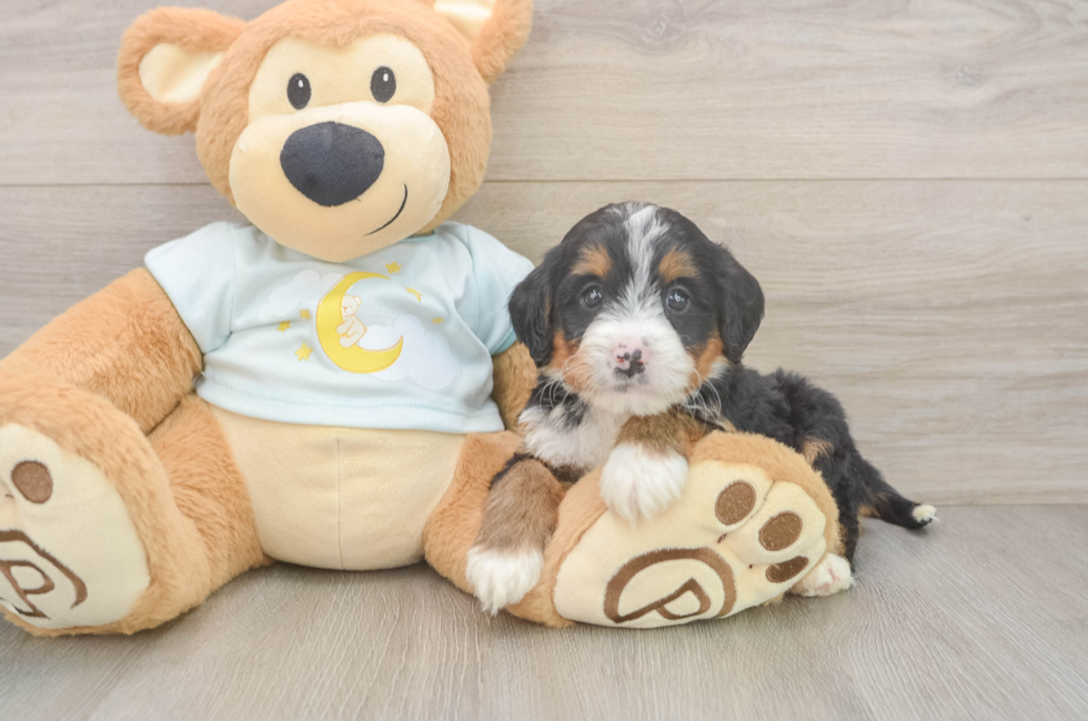 5 week old Mini Bernedoodle Puppy For Sale - Florida Fur Babies