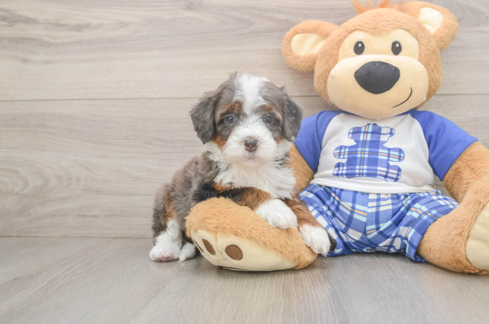 5 week old Mini Bernedoodle Puppy For Sale - Florida Fur Babies